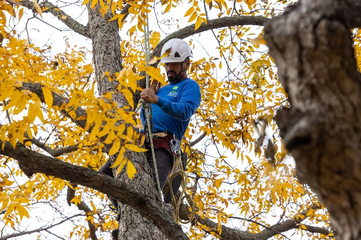 Skilled Tree Pruning crew working in Cordova