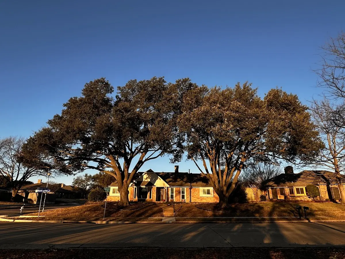 Established residential canopy tree shading a home in Cordova