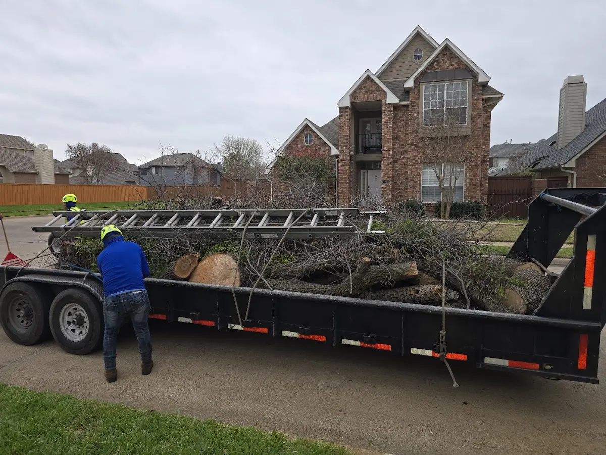 Expert Tree Removal with proper safety equipment in Cordova
